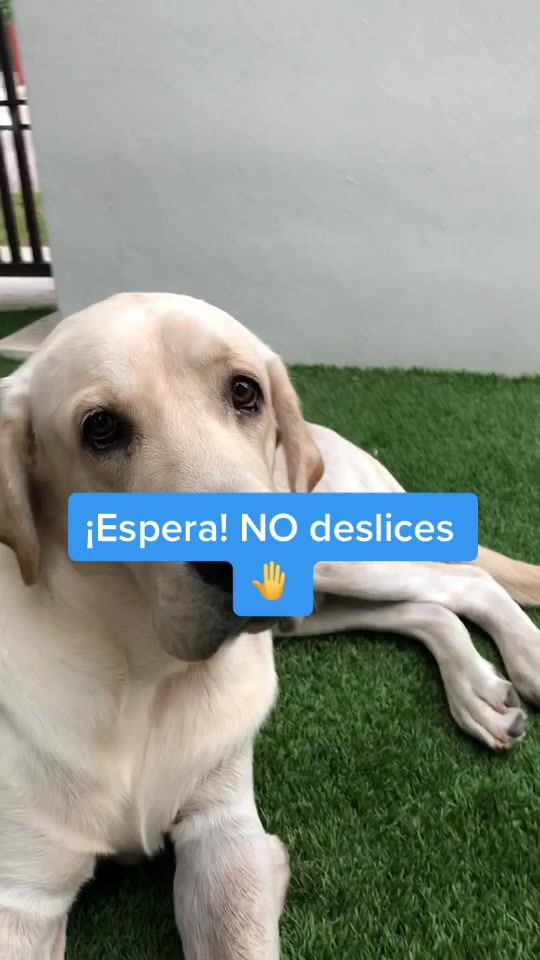 TikTok video thumbnail by maepetsmx