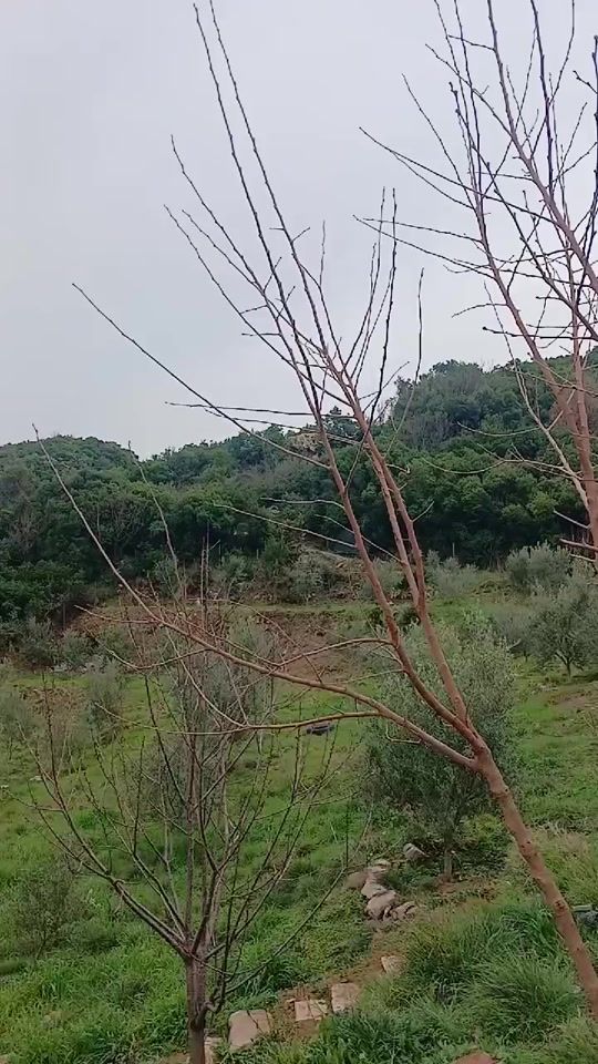 TikTok video thumbnail by feiasi