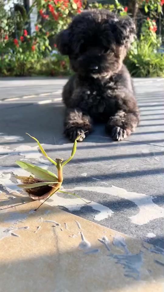 TikTok video thumbnail by yeubien