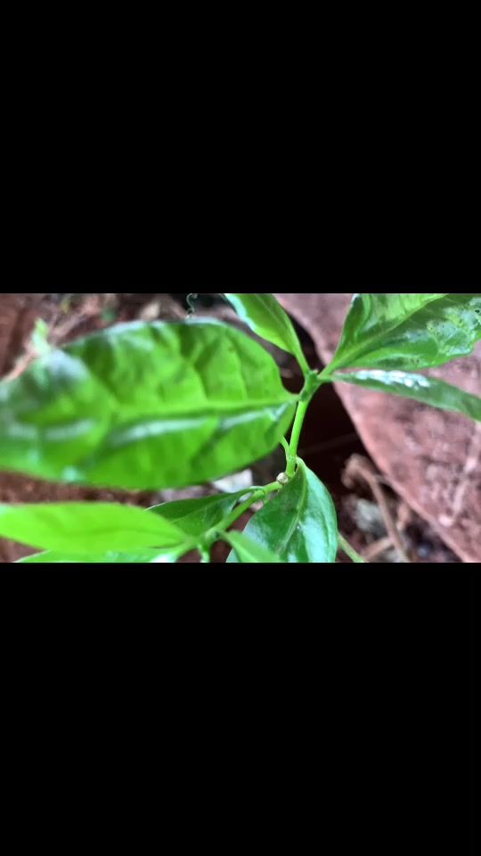 TikTok video thumbnail by chaokmum