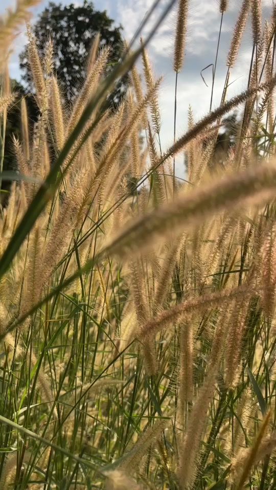 TikTok video thumbnail by anucha_chacha