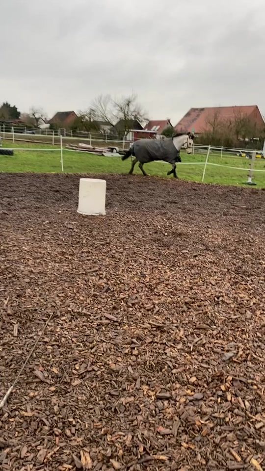 TikTok video thumbnail by showjumpinghorse_cessy