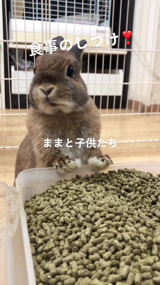 TikTok video thumbnail by premiumpetclub