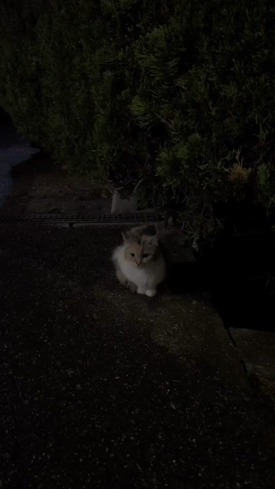 TikTok video thumbnail by __.melancholygram