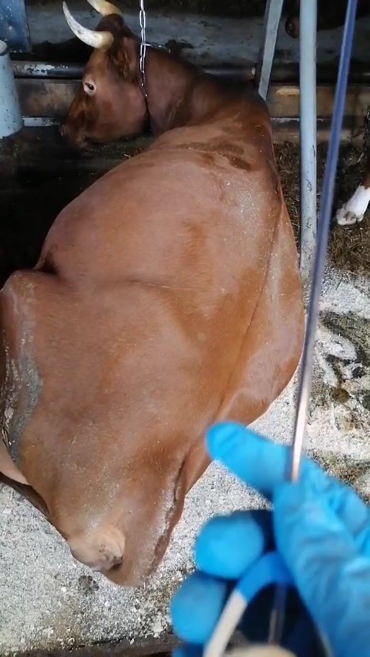 TikTok video thumbnail by ludmila_vet