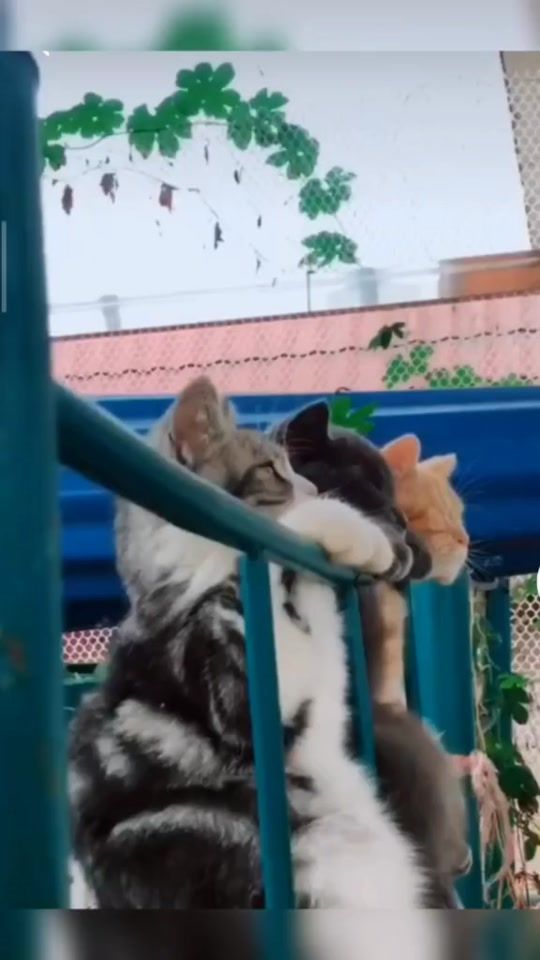 TikTok video thumbnail by cat_andcat