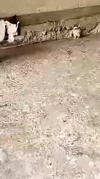 TikTok video thumbnail by silver5599
