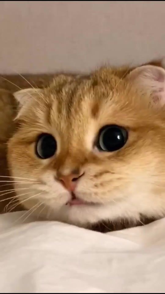 TikTok video thumbnail by kittenmeow555