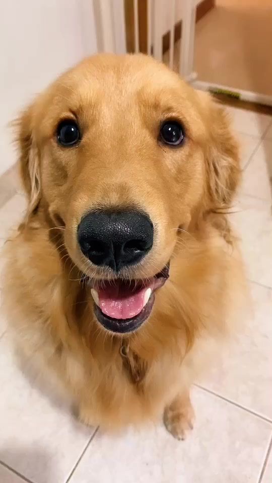 TikTok video thumbnail by maxylupegoldens