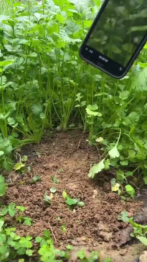 TikTok video thumbnail by xiao_oyan