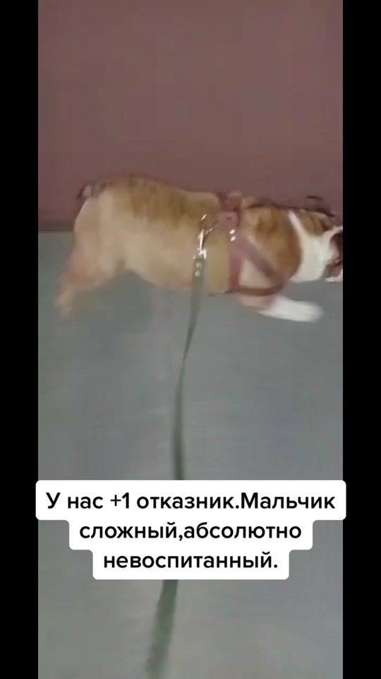 TikTok video thumbnail by helpbulldog