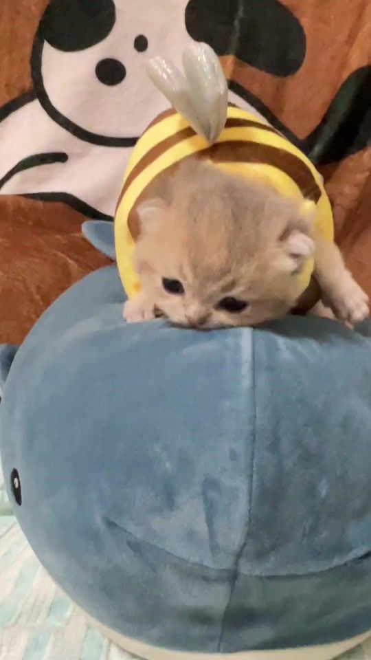 TikTok video thumbnail by pawfectly.cute