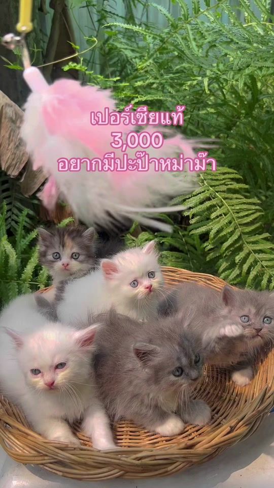 TikTok video thumbnail by cat_udonfarm