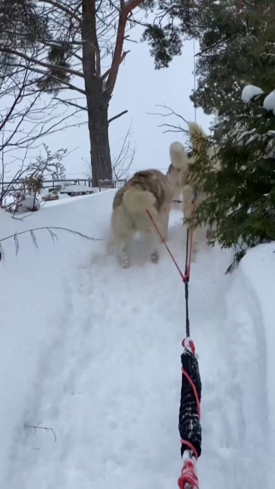 TikTok video thumbnail by husky.bro