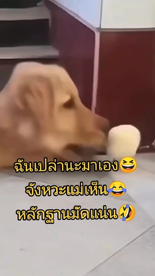 TikTok video thumbnail by lukkaew_1