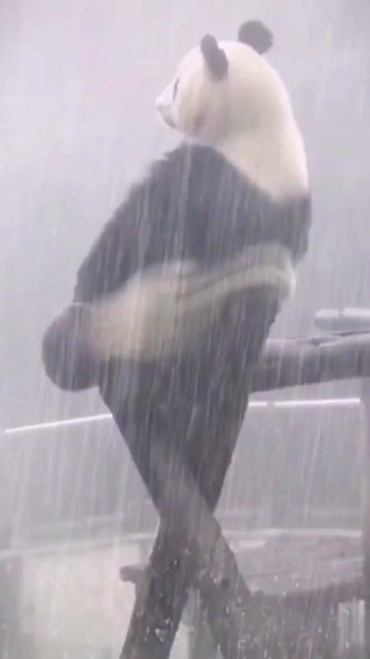 TikTok video thumbnail by funny_wu1