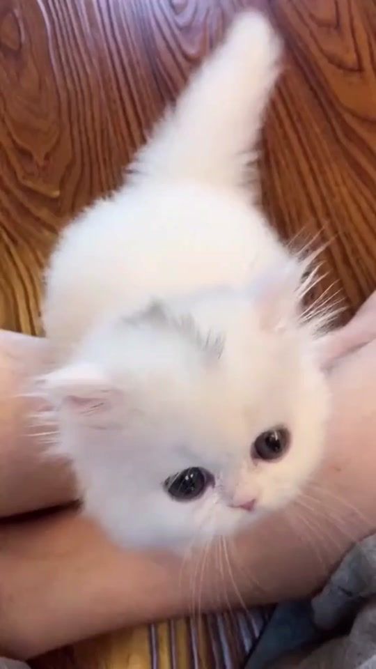 TikTok video thumbnail by kitti_cuts