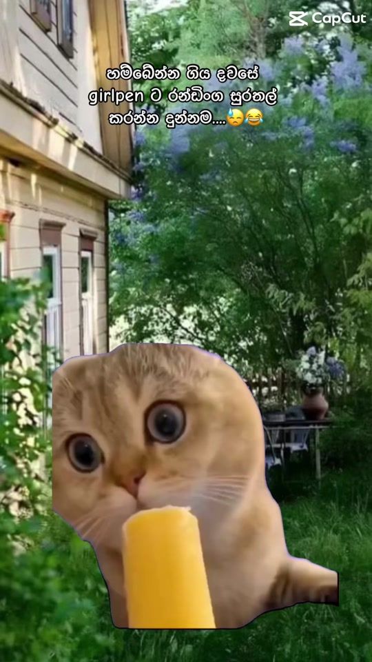 TikTok video thumbnail by halaya_official