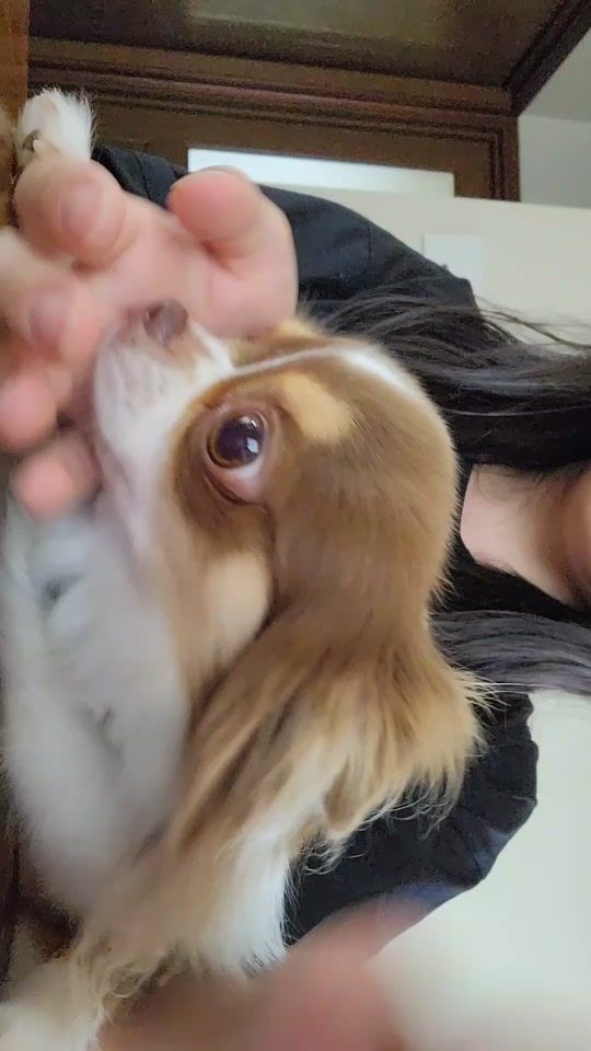 TikTok video thumbnail by huahuachi8