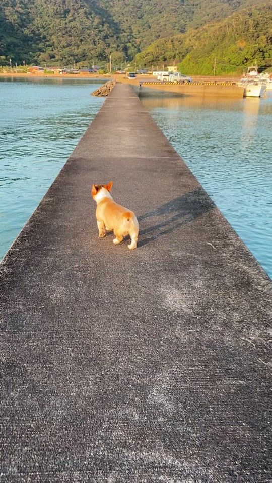 TikTok video thumbnail by shun.siuba