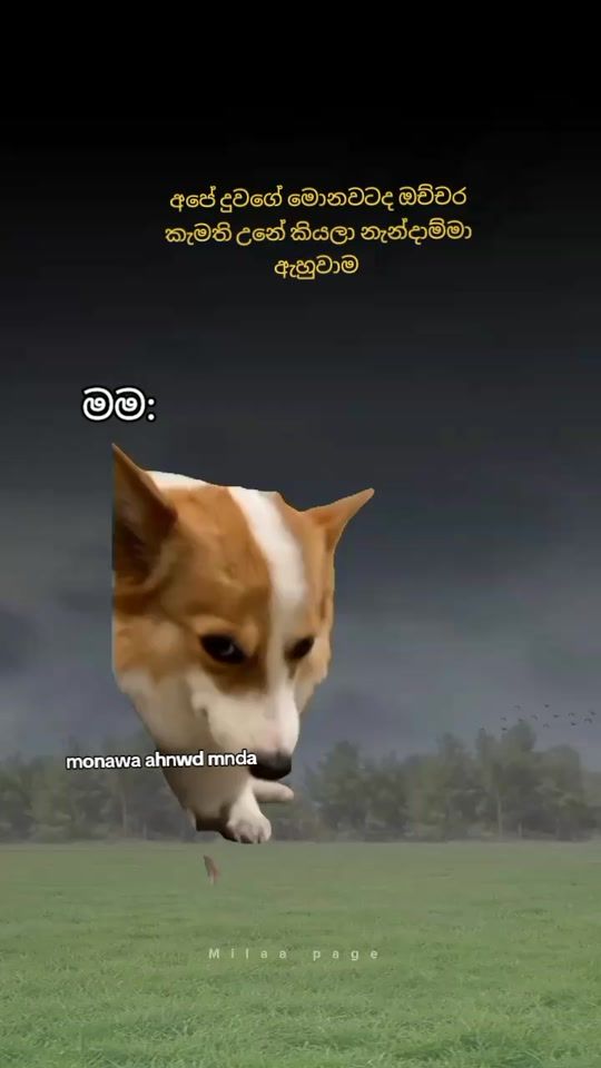 TikTok video thumbnail by milaa_page