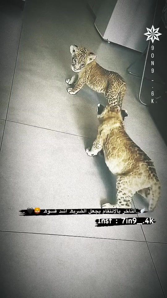 TikTok video thumbnail by x.7rs._12k