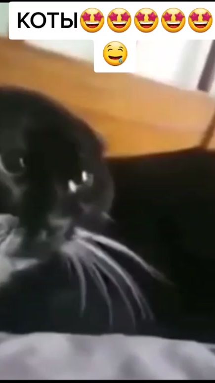 TikTok video thumbnail by sipu_orig