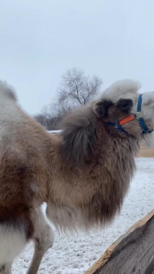 TikTok video thumbnail by melkova_a