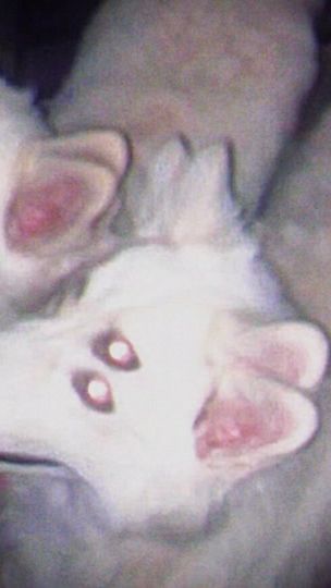 TikTok video thumbnail by randomtiktokes000