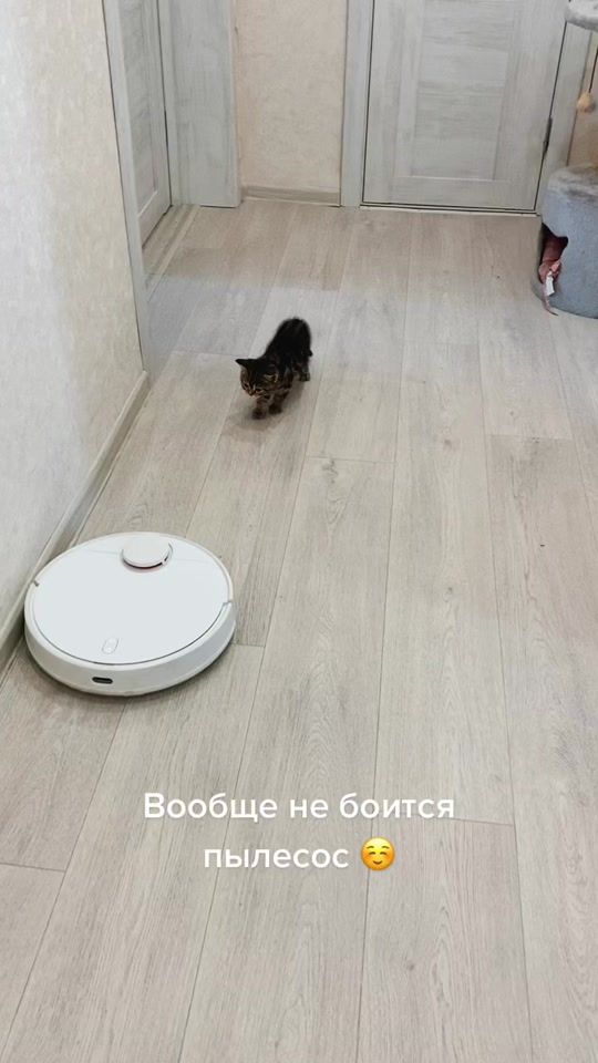 TikTok video thumbnail by lesenok2603