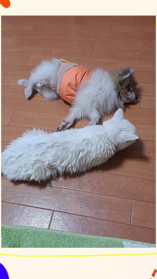 TikTok video thumbnail by hiroko7899
