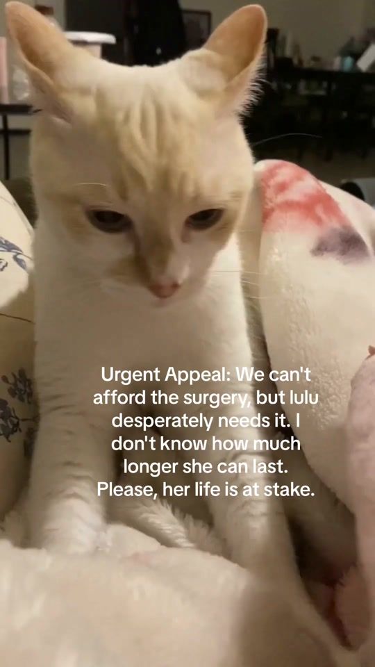 TikTok video thumbnail by lulukittykattt