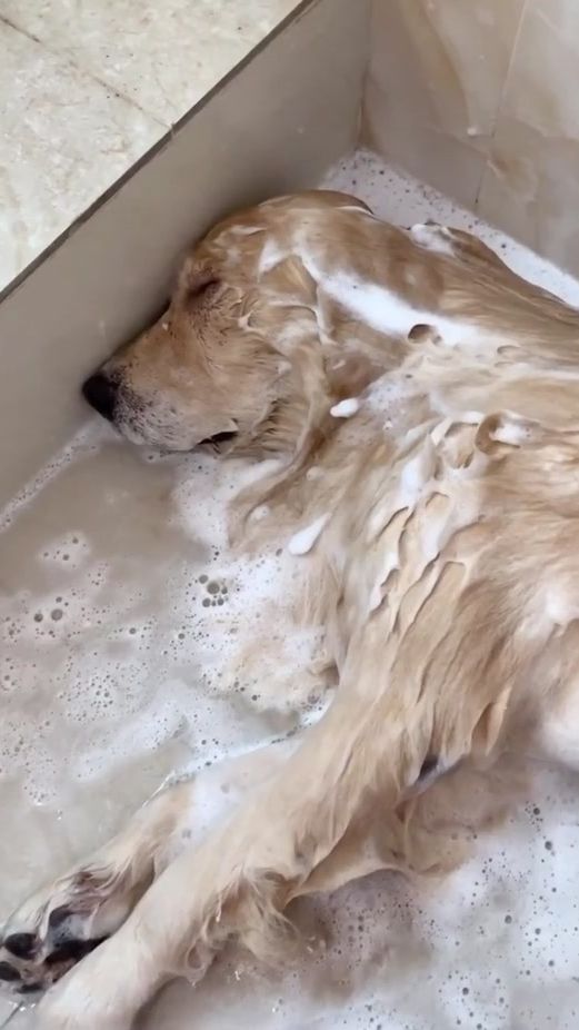 TikTok video thumbnail by kkkkkkiwi