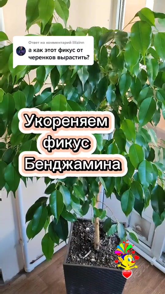TikTok video thumbnail by pro.tzvetok