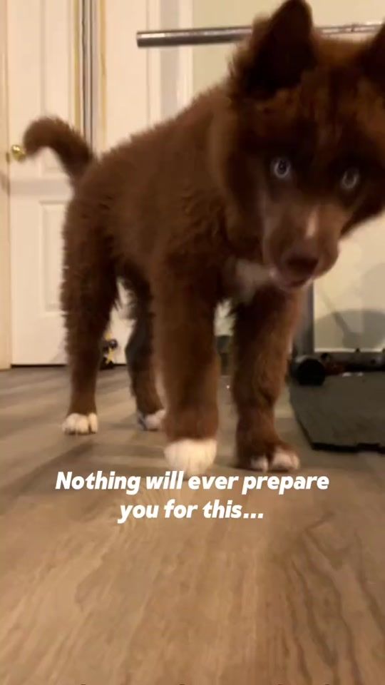 TikTok video thumbnail by ruffwoofyco