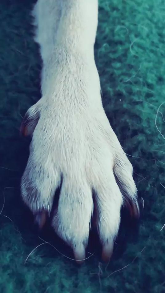 TikTok video thumbnail by mops_und_meeries