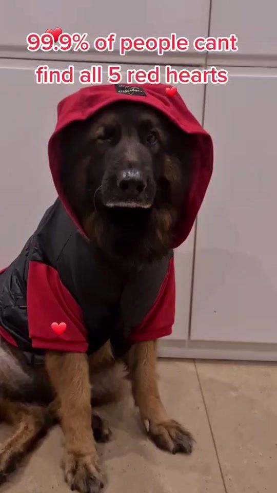 TikTok video thumbnail by heideethegsd