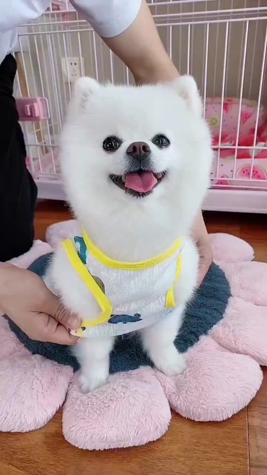 TikTok video thumbnail by cute_sweet_pets6