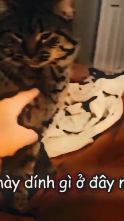 TikTok video thumbnail by sevil_b.eva