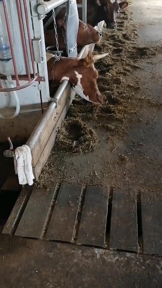 TikTok video thumbnail by ludmila_vet