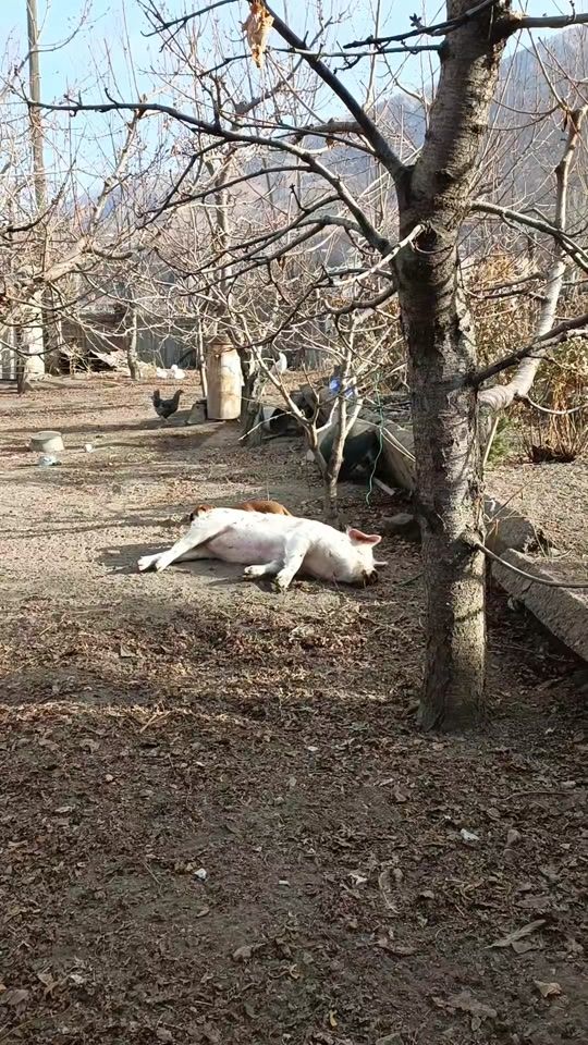 TikTok video thumbnail by alenka_v_derevne