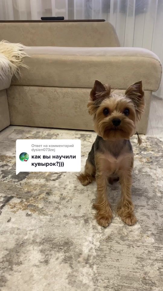 TikTok video thumbnail by chivasochekcheeek