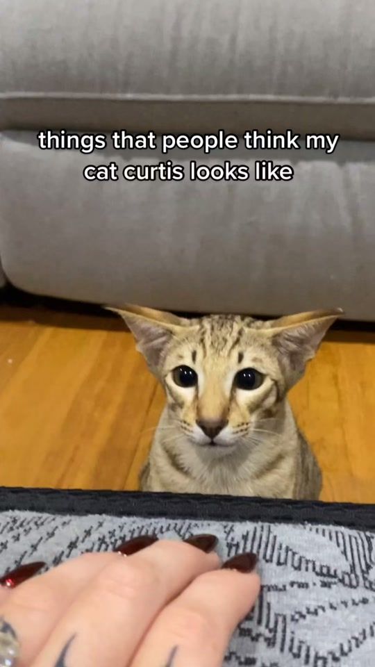 TikTok video thumbnail by curtbomb