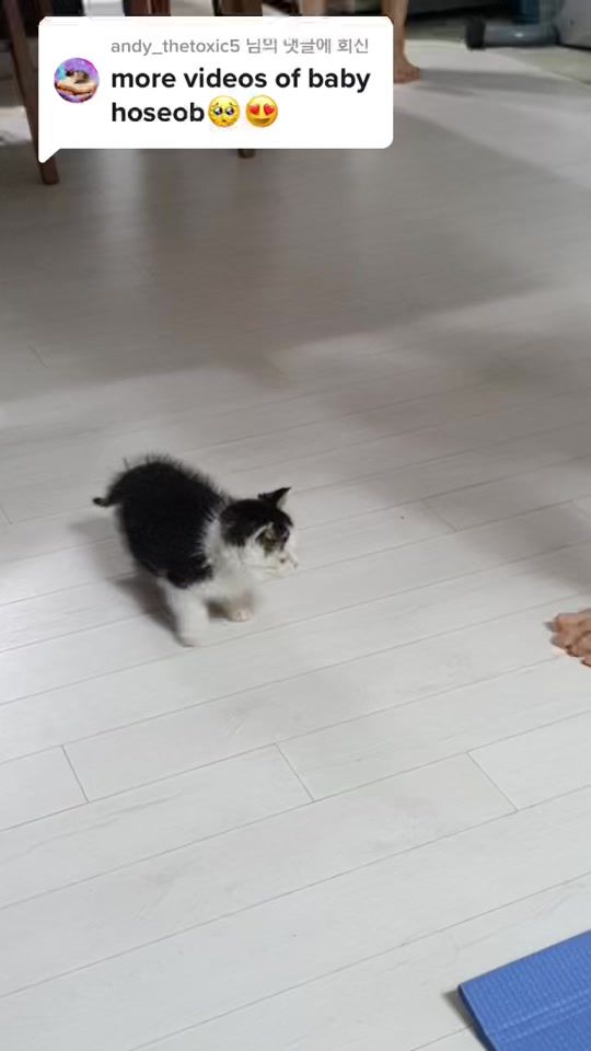 TikTok video thumbnail by hoseobiiiiiii._.0410