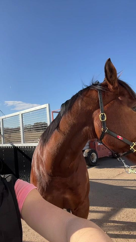 TikTok video thumbnail by florenceequestriann