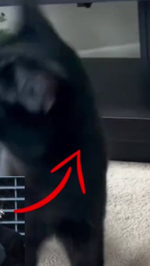 TikTok video thumbnail by gene3668