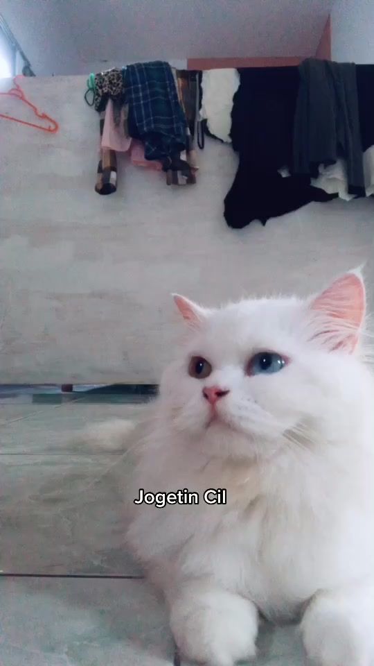 TikTok video thumbnail by kucingkoplak