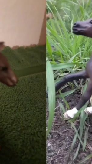 TikTok video thumbnail by _schleich_tips_