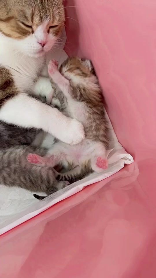 TikTok video thumbnail by jj4592