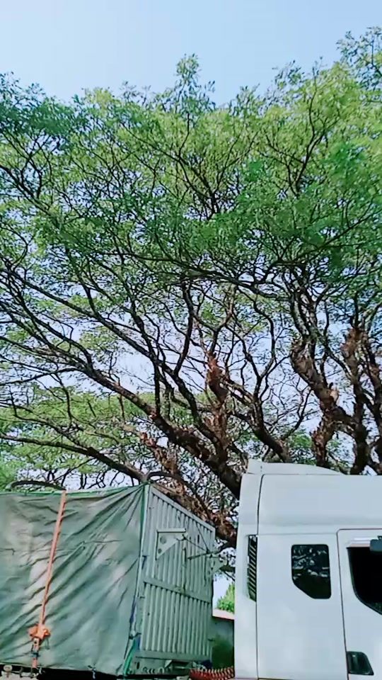 TikTok video thumbnail by sanphyu.1